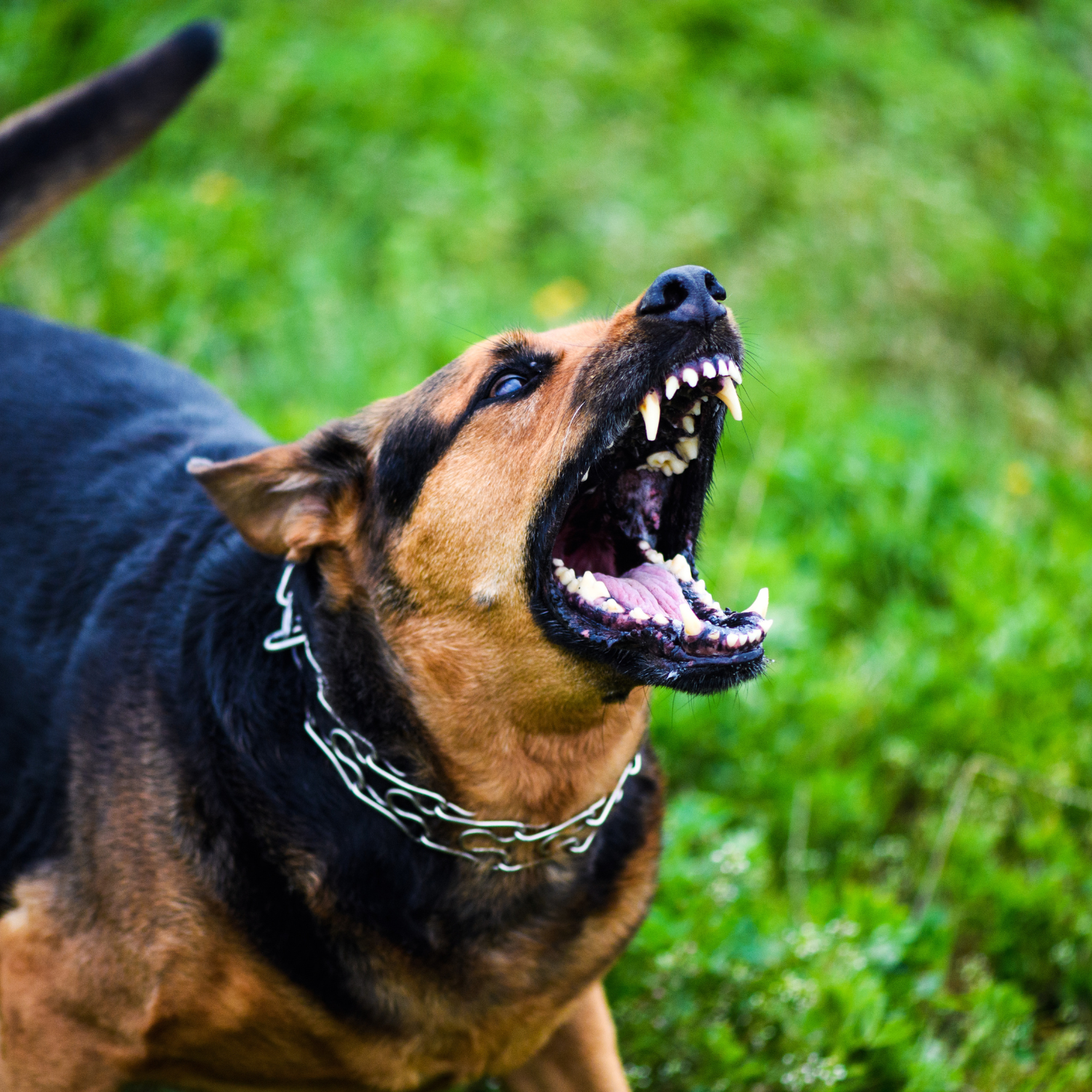 Livestock Attacks Cost to UK Farmers £1.95 Million in 2025